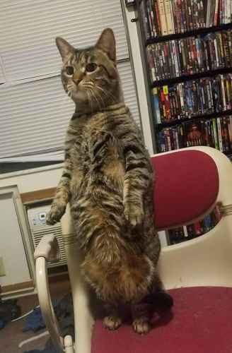 Midäs siellä oigein dabahduu?