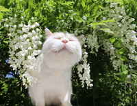 Hyväksyn tämän pensaan :3