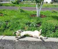 Aurinkolataus käynnissä