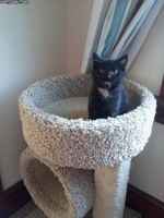 Pulaisen jos duud mun linnaan