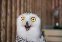 Kun puluparka laittaa sulle yksityisviestiä