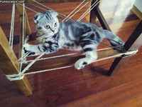 Kisun rimpuiluteline