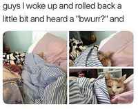 Seriously hooman? >:3