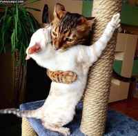 Transylvanian Cat Appreciates Your Blööd