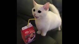 Kissu juo maitoa