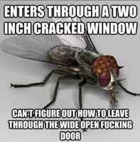 Scumback fly