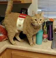 Whole roasted chicken