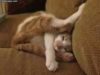 ASLEEP HOWEVER I WANT