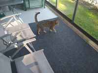 Keppustelua terassilla :3