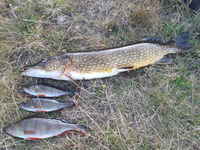 Tunnin heittelyn tulos