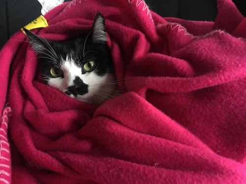 "Älä tule lähelle, tulet kylmästä" >:3