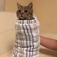 Purrito