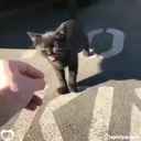 pieni musta kissa