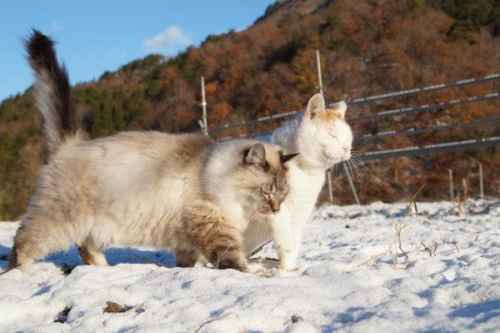 Romanttinen ulkoiluretki :3