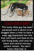 Hämähäkeilläkään ei aina mene putkeen :(