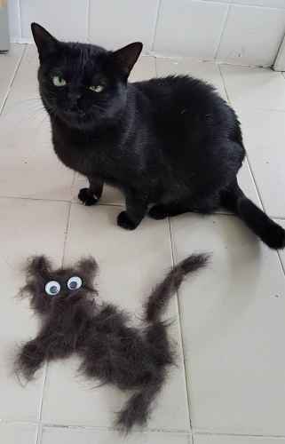 Kissa ei ole huvittunut