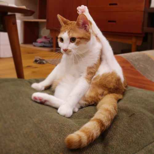 Opettaja opettaja, mä tiedän! :3