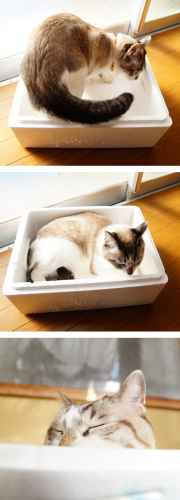 Hyväksyn tämän laatikon :3