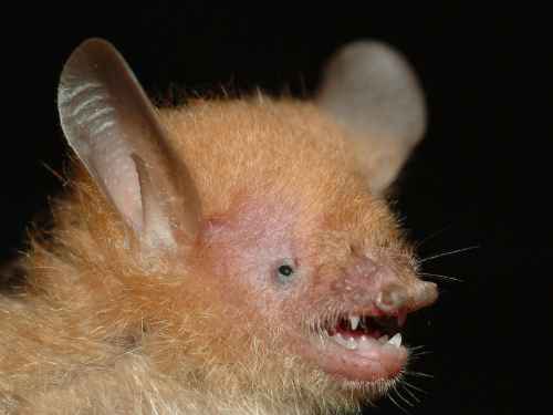 Jos trumppi olisi jyrsijä