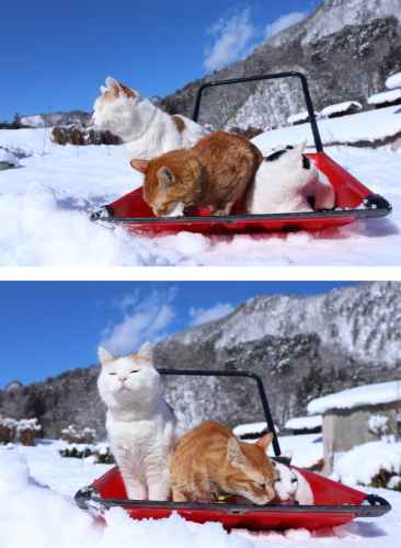 "Tämä on lunta." "No niin ilmeisesti on." :3