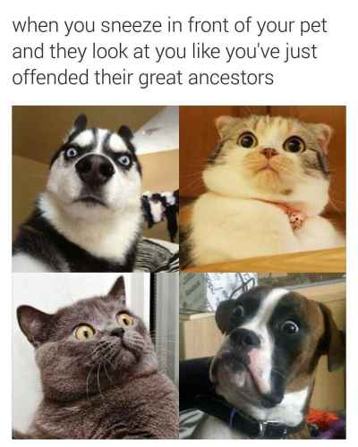 Kuinka saatoit?! >:3