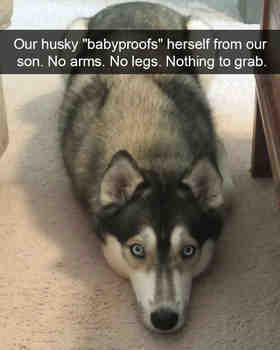 Koiro elää jatkuvassa pelossa ja ihmiset vain nauraa ;___;