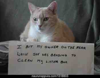 Mikä herkkupeppu >:3