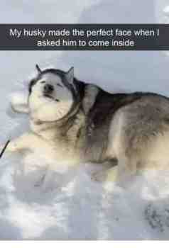 Mee nyt vittuun t. koiro