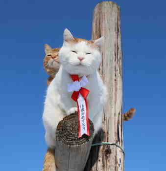 Tasapainoista 16-vuotissyntymäpäivää Shironeko :3 (8.3.)