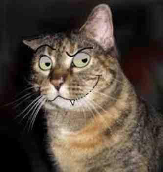 Kissakuvia ja gifejä