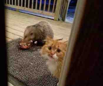 Toi perkele vetelee meitin safkat