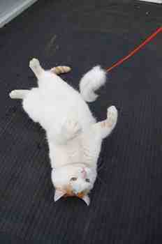 Leikkiminen on tasapainoista liiketoimintaa >:3