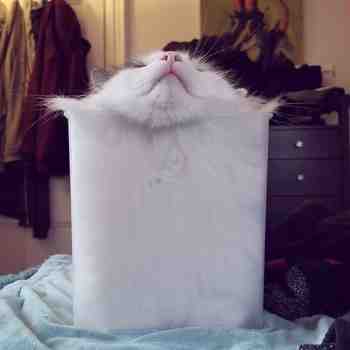 Börh, tuo aineen mukautuva viides olomuoto :3