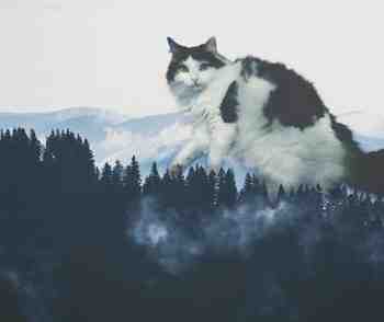 Norjalainen metsäkissa luonnollisessa ympäristössään :3