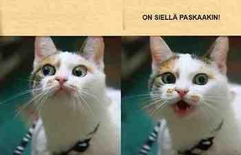 On siellä paskaakin