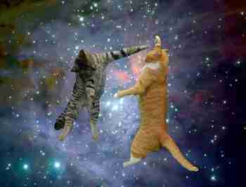 Kissat asentavat näkymätöntä ikkunaa avaruuteen