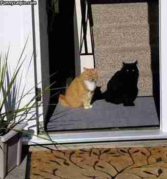 Kissakuvia ja -gifejä