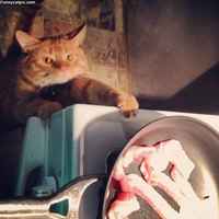 Miksi pilaat sitä pekonia >:3