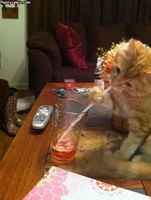 Et tarvitse tätä enää?