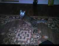 Tottelet nyt minua. Kysyttävää? Ei pitänytkään olla >:3