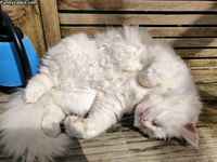 Ansa on viritetty ;3