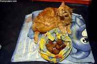 Minun karvapallerot >:3