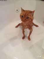 Kylpy kutisti minut >:3