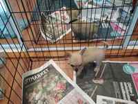 Löyty tämmönen naksukoira