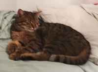 Epävalpas pötköttelijä