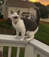 En perkule tule sisälle