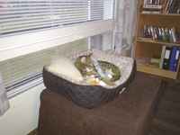 Are you kitting me? >:3