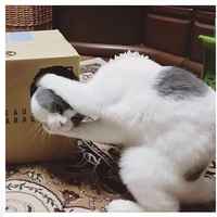 Päätöntä meininkiä