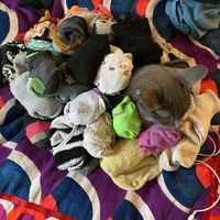 Autan sukkaparien lajittelussa :3