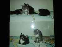 Olemme bienet söbö, nöbö ja Tytti